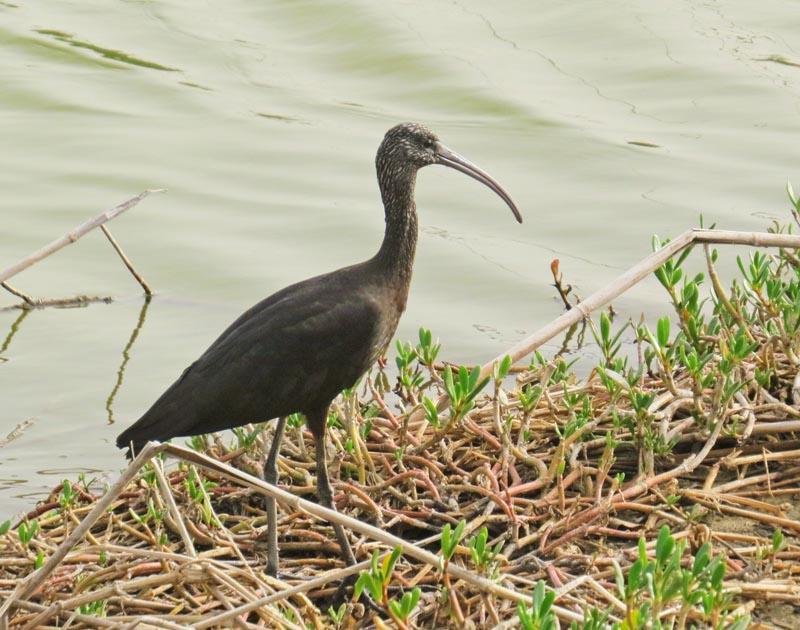 Glossy Ibis, Bronsibis juvenile.jpg