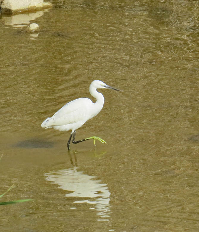 Little Egret, Silkeshger (Egretta garzetta).jpg