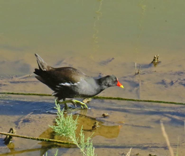 Moorhen, Rrhna (Gallinula chloropus).jpg