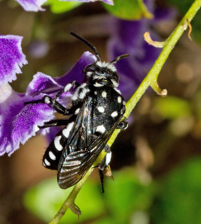 Cuckoo Bee, snyltbi, Thyreus orbatus