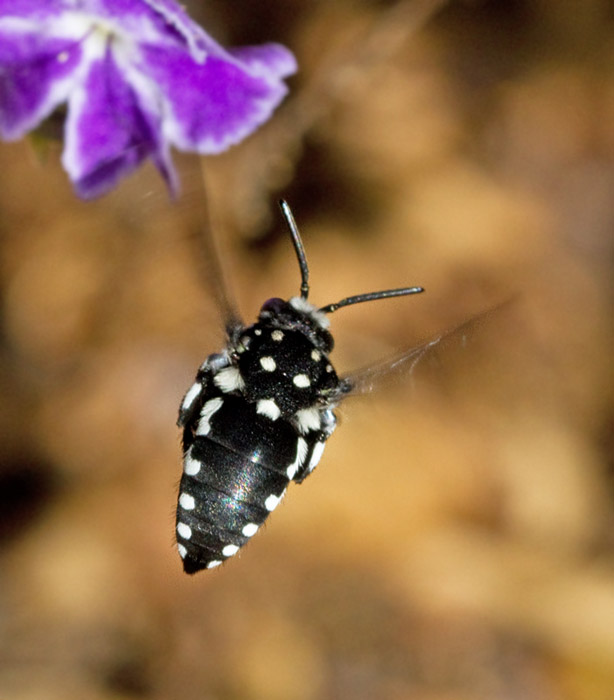 Cuckoo Bee, snyltbi, Thyreus orbatus