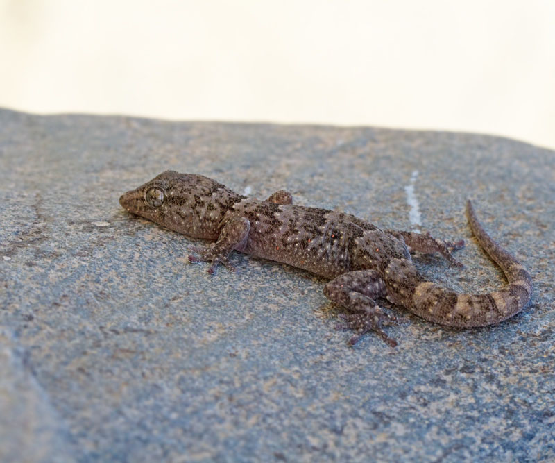 Gran Canaria Lizards and Frogs