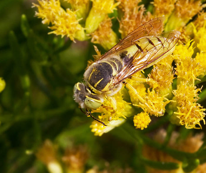 Sandwasp (Bembix olivacea) male on flowers of Schizogyne glaberrima.jpg