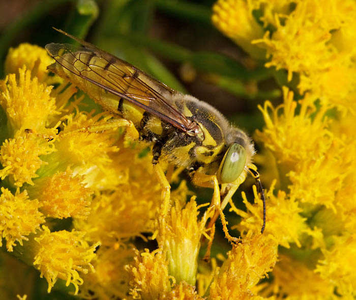Sandwasp (Bembix olivacea) male.jpg