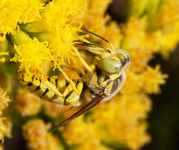 Sandwasp (Bembix olivacea) male.jpg