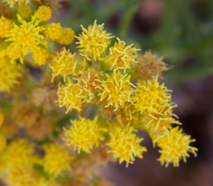 Schizogyna glaberrima.jpg