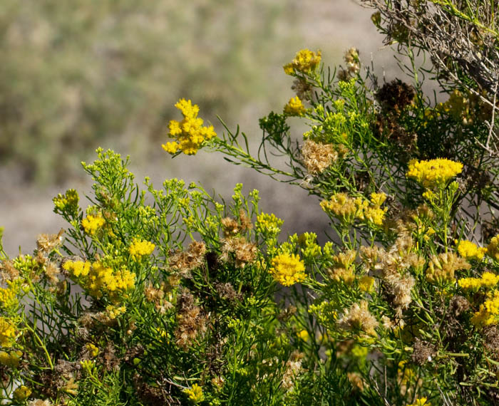 Schizogyna glaberrima.jpg