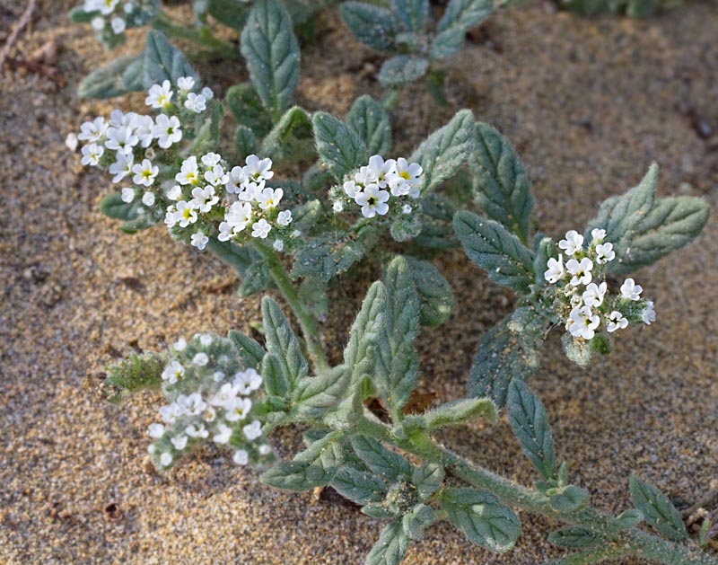 Heliotropium ramosissimum.jpg