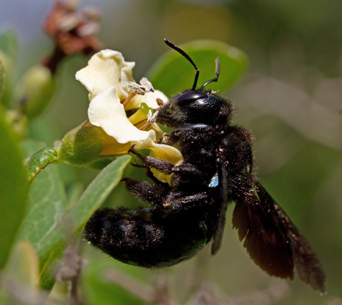 Carpenter Bee.jpg