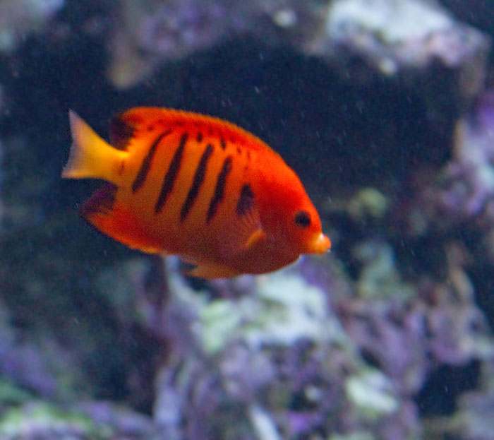 Flame Angelfish.jpg