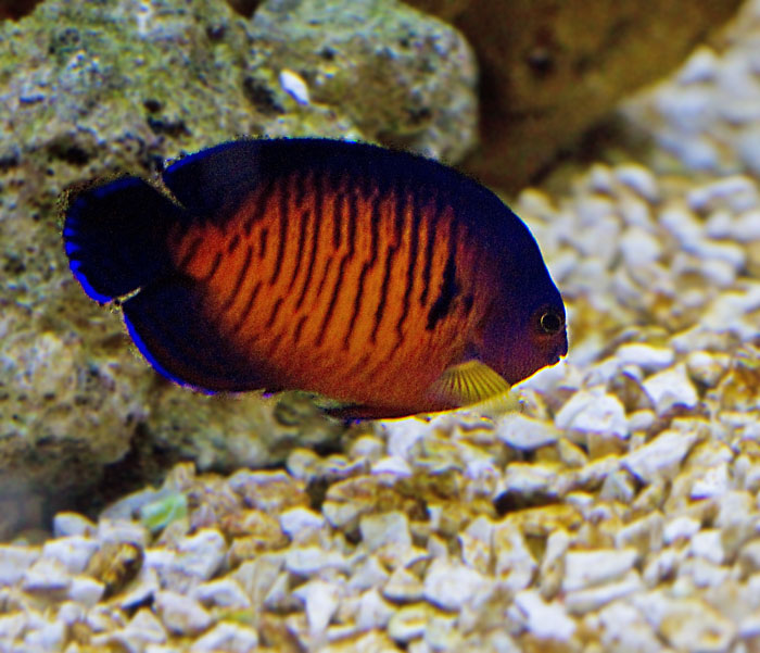 Coral Beauty Angelfish.jpg
