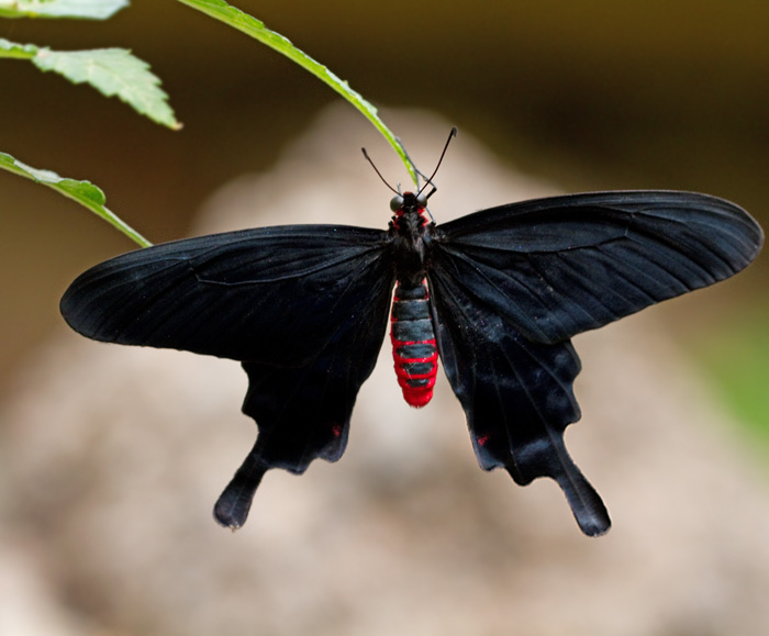 Papilio mormon female.jpg