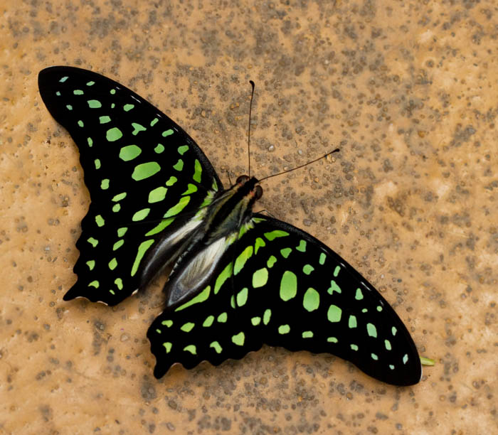 Tailed Jay (Graphium agamemnon).jpg