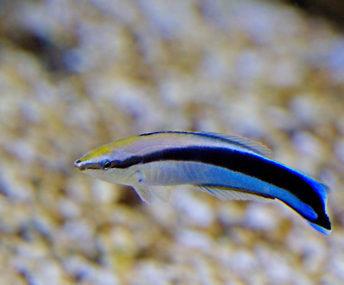 Blue-striped Cleaner Wrasse (Labroides dimidiatus).jpg