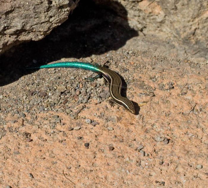 Gran Canaria Blue-tailed Skink (Chalcides sexlineatus).jpg