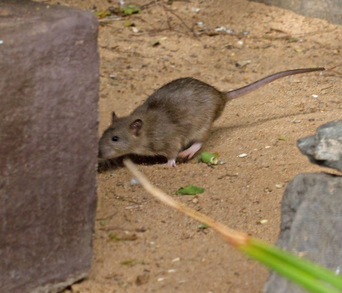 Brown Rat (Rattus norvegicus).jpg
