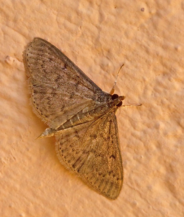 Crambid Moth (Microlepidoptera).jpg