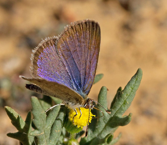 Butterflies and Moths (Lepidoptera) of Gran Canaria