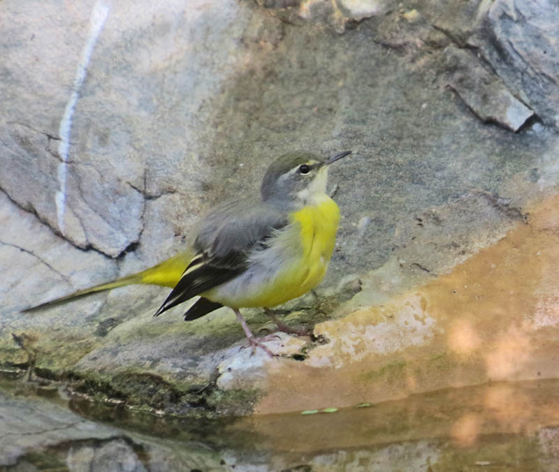 Grey Wagtail, Forsrla (Motacilla cinerea).jpg