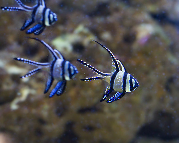 Banggai Cardinalfish.jpg