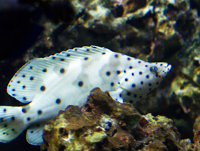 Leopardabborre Cromileptes activelis.jpg