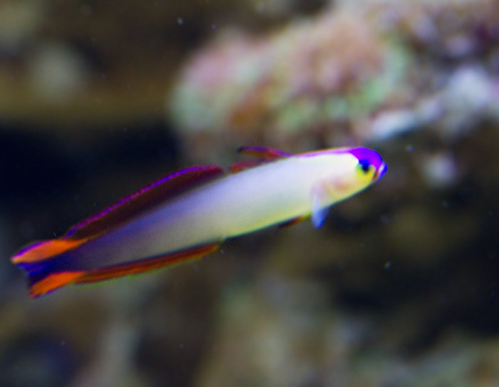 Purple Fire Goby.jpg