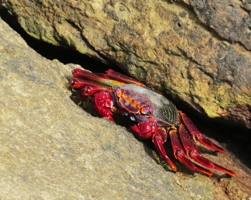 Rock Crab (Grapsus adscensionis).jpg