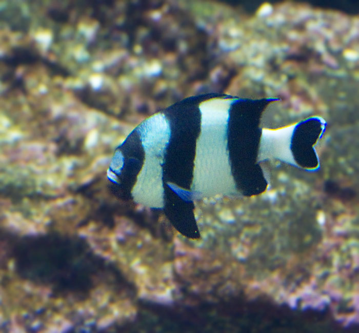 Four-stripe Damselfish.jpg