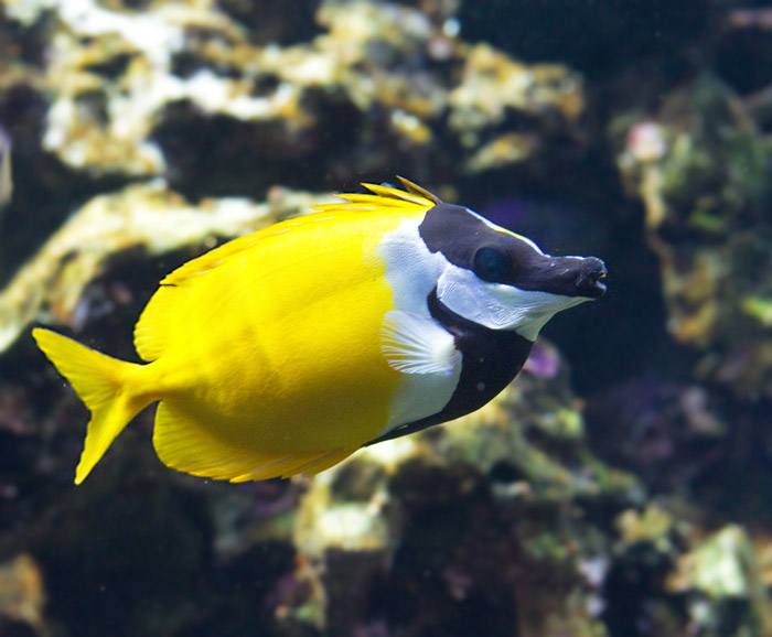 Foxface (Siganus vulpinus).jpg
