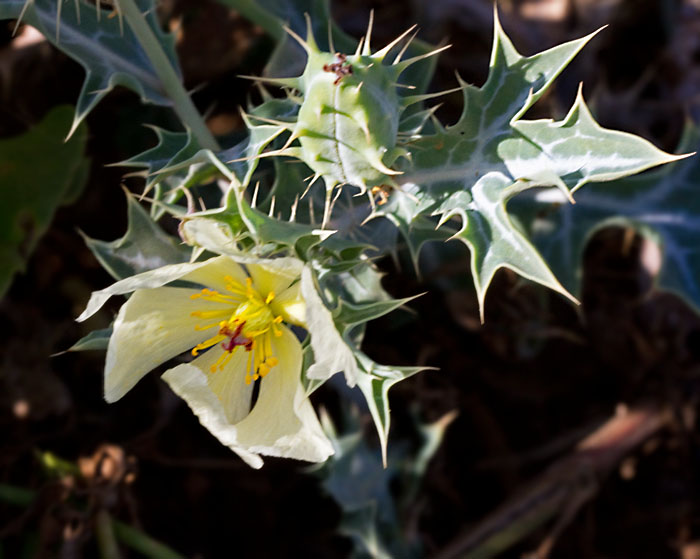 Invasive Plants of Gran Canaria