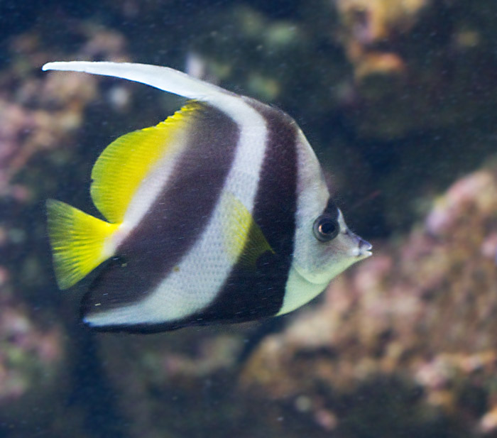 Longfin Bannerfish or Moorish Idol.jpg