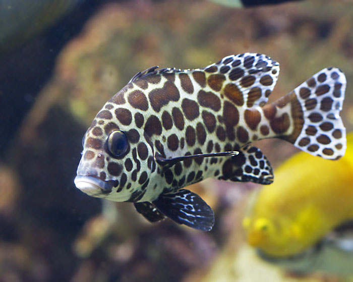 Many Spotted Sweetlips.jpg
