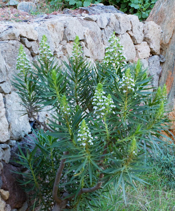 Echium decaisnei.jpg