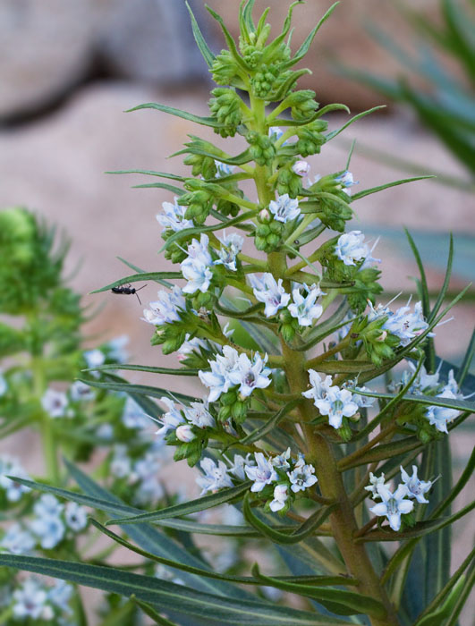 Echium decaisnei.jpg