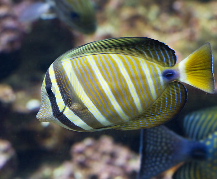 Desjardini Tang.jpg