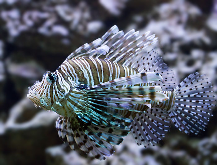 Lionfish.jpg