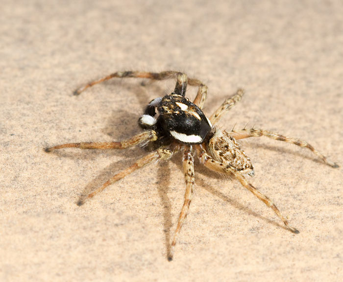 Jumping Spider (Menemerus semilimbatus male).jpg