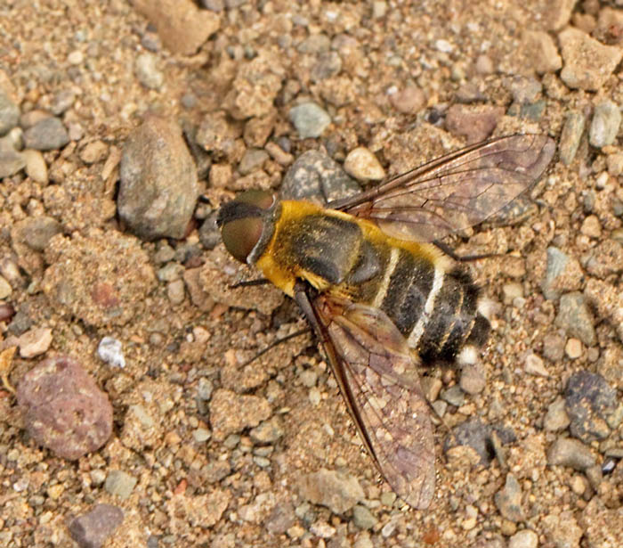 Beefly (Villa sp).jpg