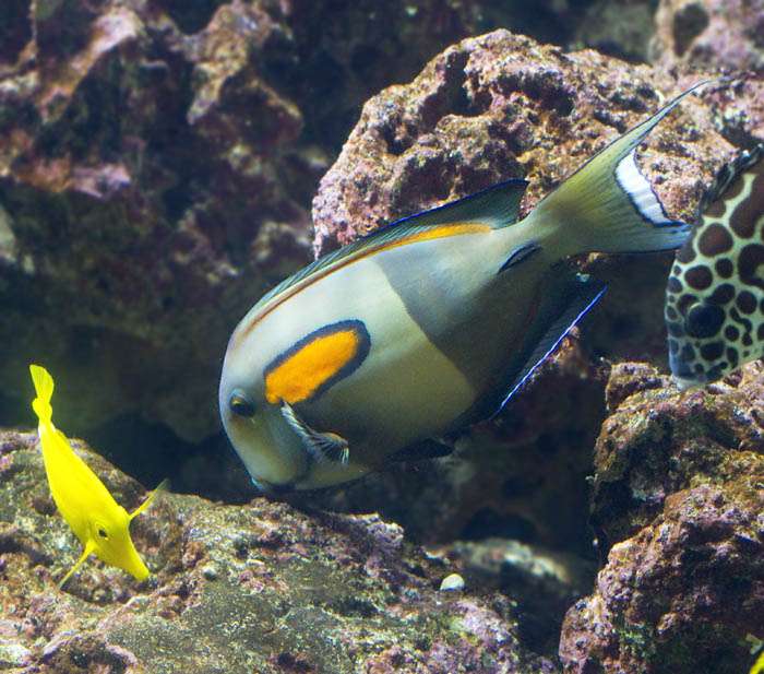 Orange shoulder Tang.jpg