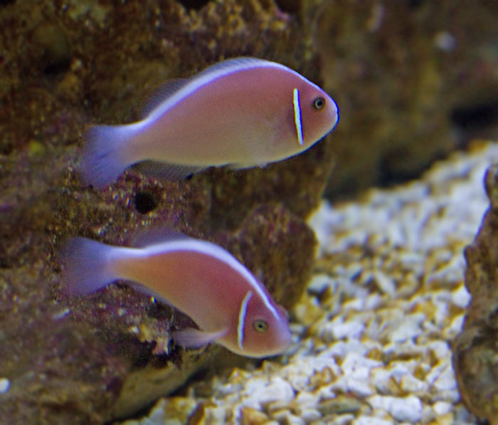 Pink Anemonefish.jpg