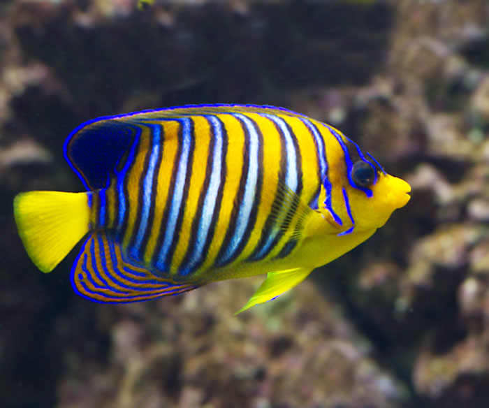 Regal Angelfish.jpg