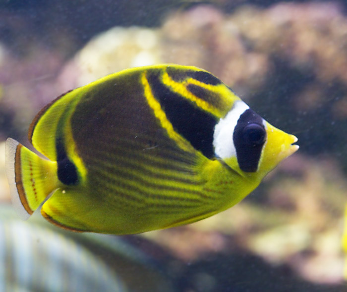Racoon Butterflyfish.jpg
