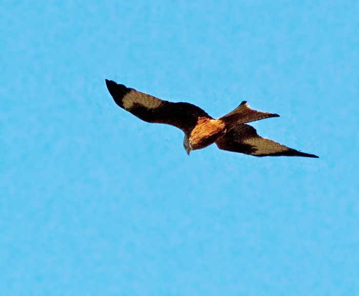 Red Kite, Rdglada.jpg