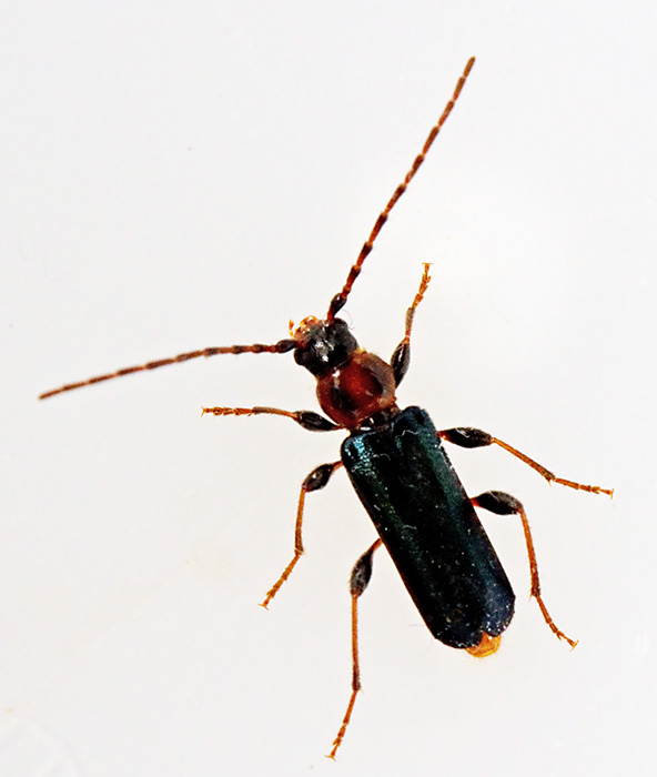 Vedspegelbock hona (Phymatodes testaceus).jpg