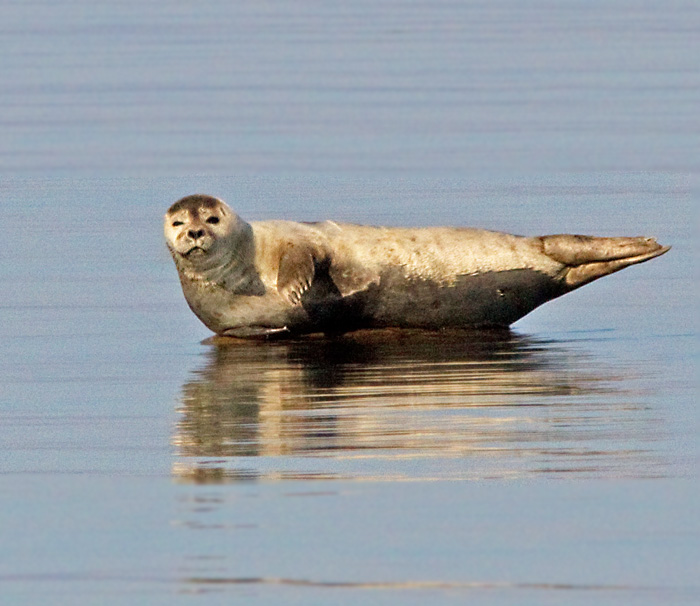 Harbour Seal, knubbsl (Phoca vitulina)