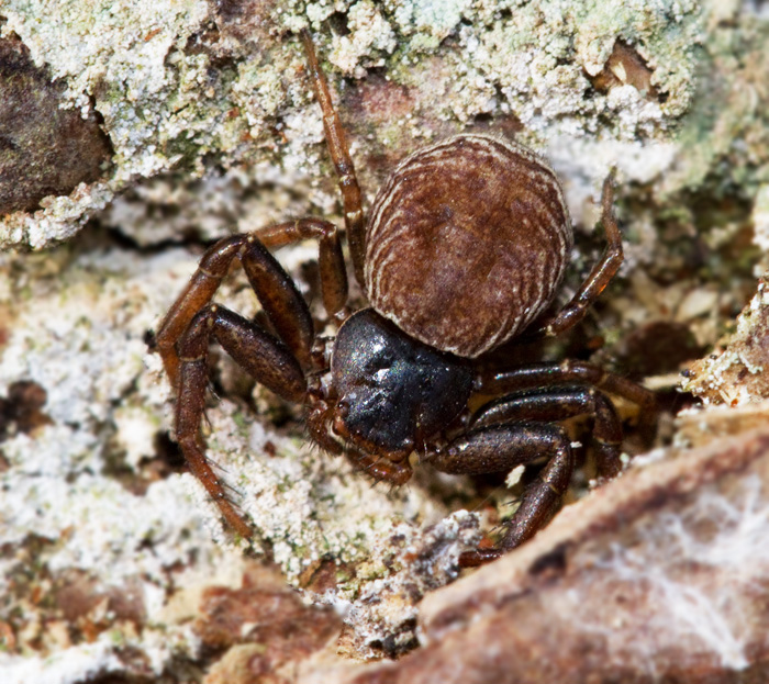 Barkkrabbspindel (Coriachne depressa)jpg