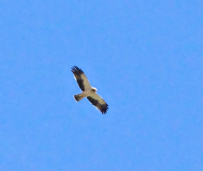 Booted Eagle light form, Dvärgörn ljus.jpg