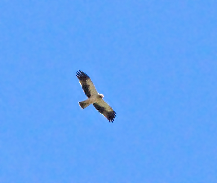 Booted Eagle light form, Dvrgrn ljus.jpg