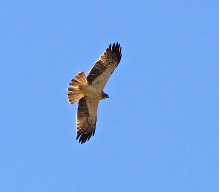 Booted Eagle, Dvärgörn.jpg