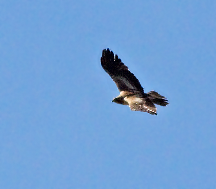 Booted Eagle, Dvrgrn.jpg